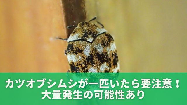 カツオブシムシが一匹いたら要注意！大量発生の可能性