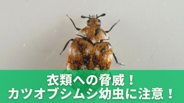 衣類への脅威、カツオブシムシ幼虫に注意！