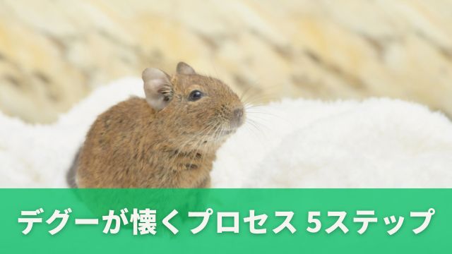 デグーが懐くプロセスを5ステップで解説