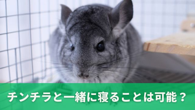 チンチラと一緒に寝ることは可能ですか？