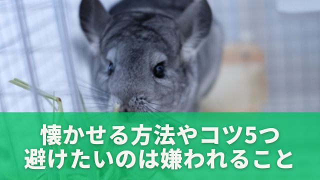 懐かせる方法やコツ5つ！避けたいのは嫌われること