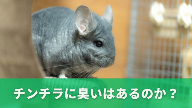 チンチラに臭いはあるのか？