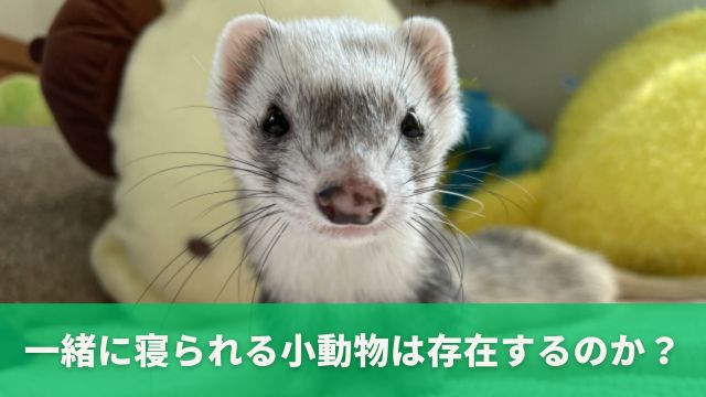 一緒に寝られる小動物は存在するのか？