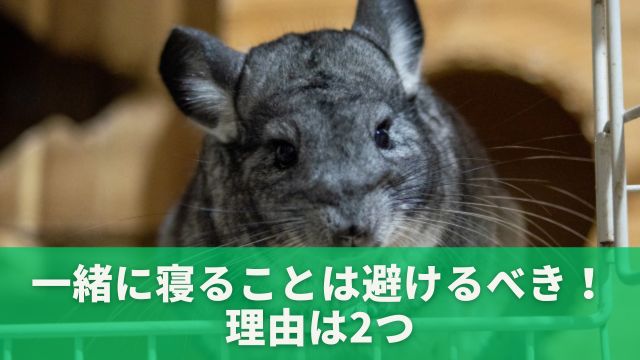 一緒に寝ることは避けるべき！理由は2つあります