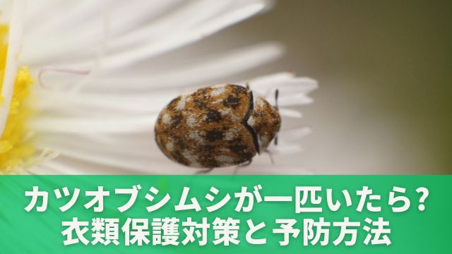 カツオブシムシ一匹いたら大量発生かも！衣類の保護対策と予防方法