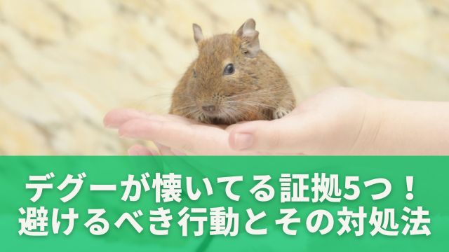 デグーが懐いてる証拠5つ！避けるべき行動とその対処法