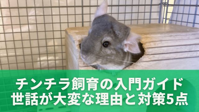 チンチラ飼育の入門ガイド！世話が大変な理由と対策5点