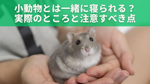 小動物とは一緒に寝られる？実際のところと注意すべき点を徹底解説！